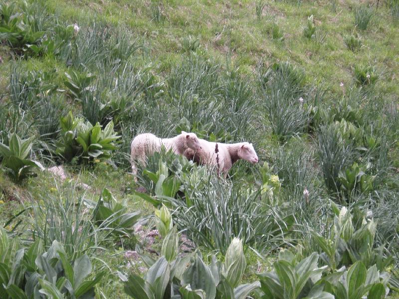 Youri - Ecrins 2005 309 